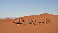 camellos arena desierto tres jorobas