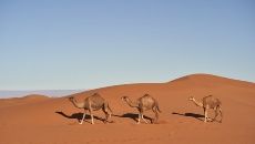 camellos arena desierto tres jorobas