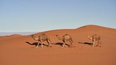 camellos arena desierto tres jorobas