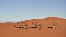 camellos
