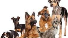 perros lindos