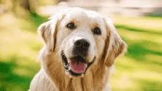 perro golden