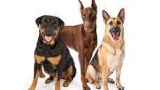 Perros de razas alemanes