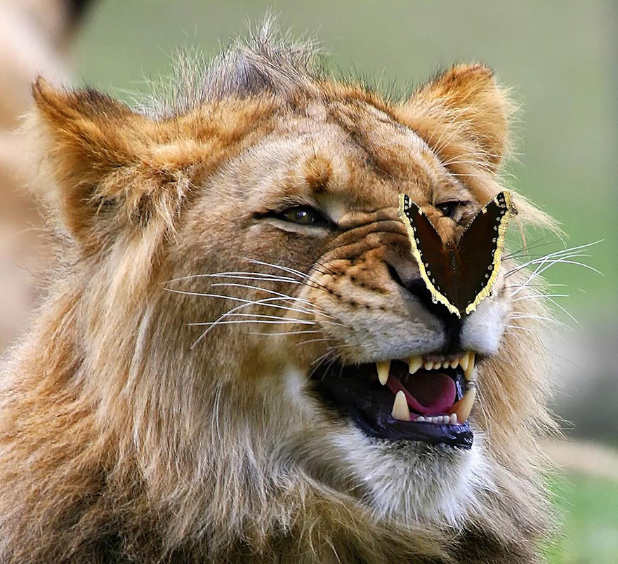 gaTITO