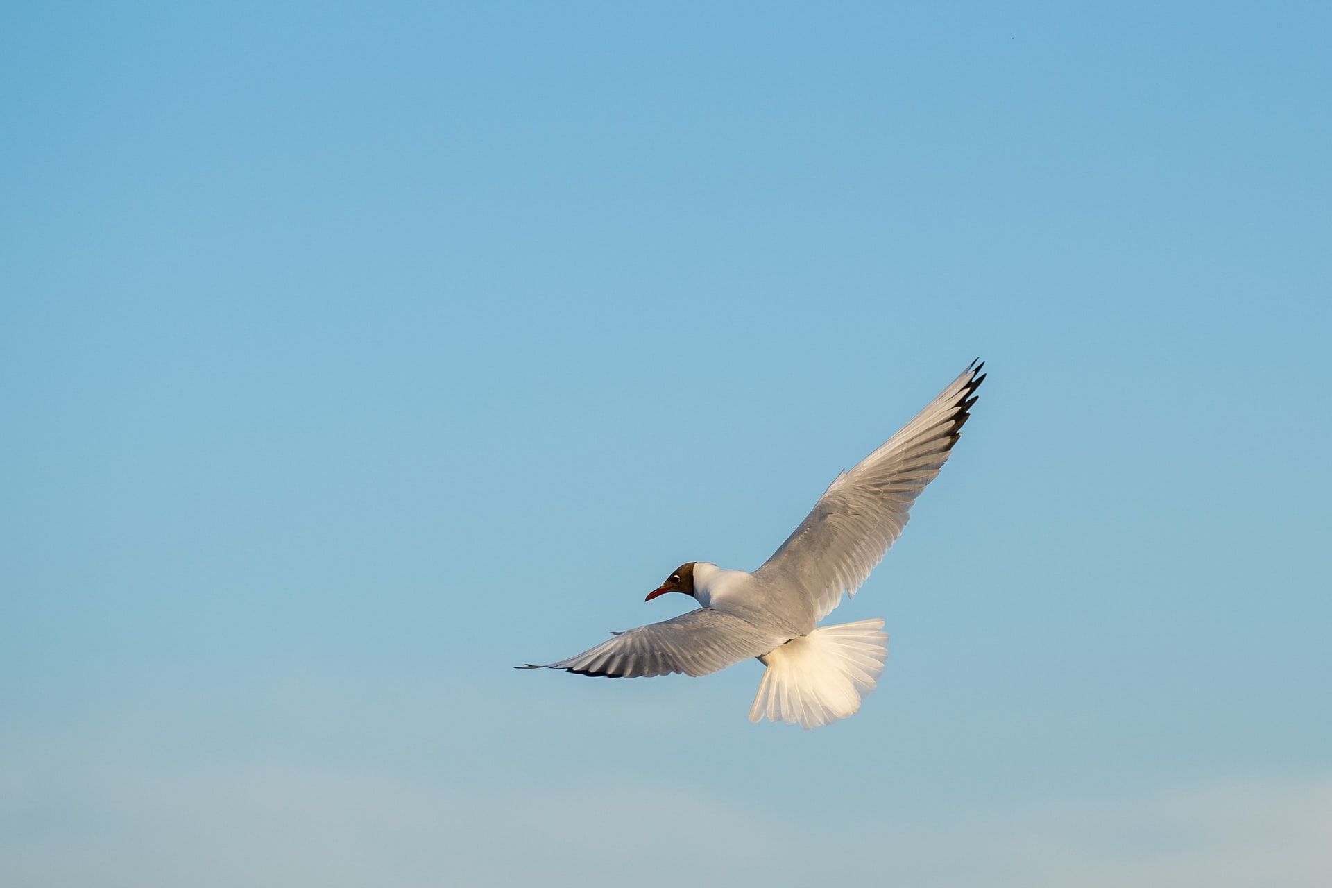 Pajaro volando3 8