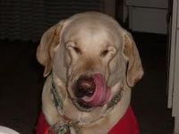 Perro