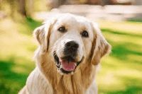 perro golden