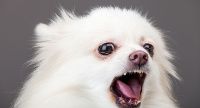 Perro