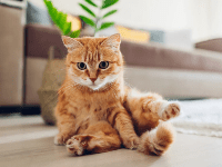 gato atigrado