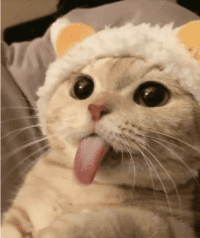 Test descripción