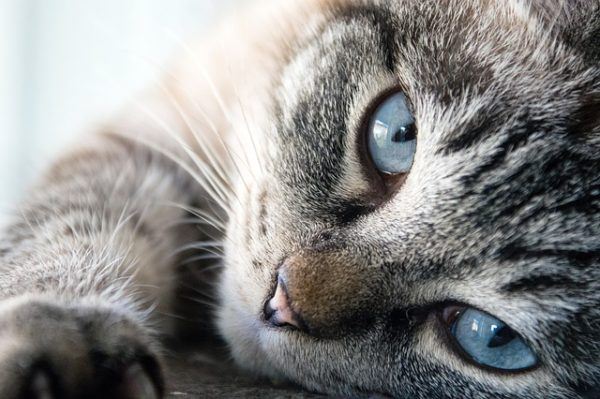 gato ojos azules