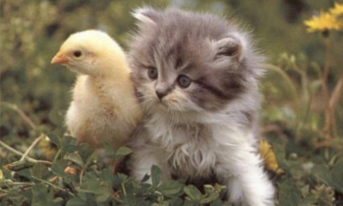 gatito con pollito010
