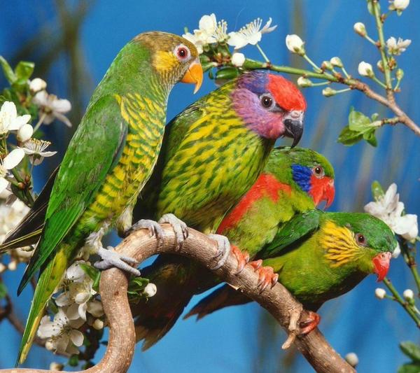 pajaro 2