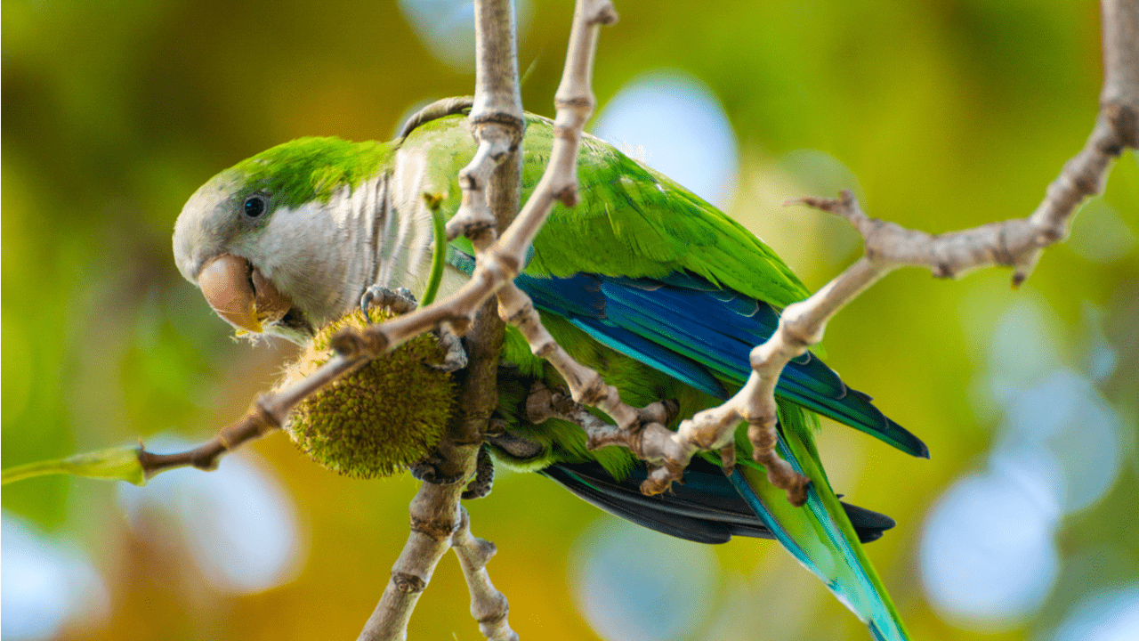 pajaro 2