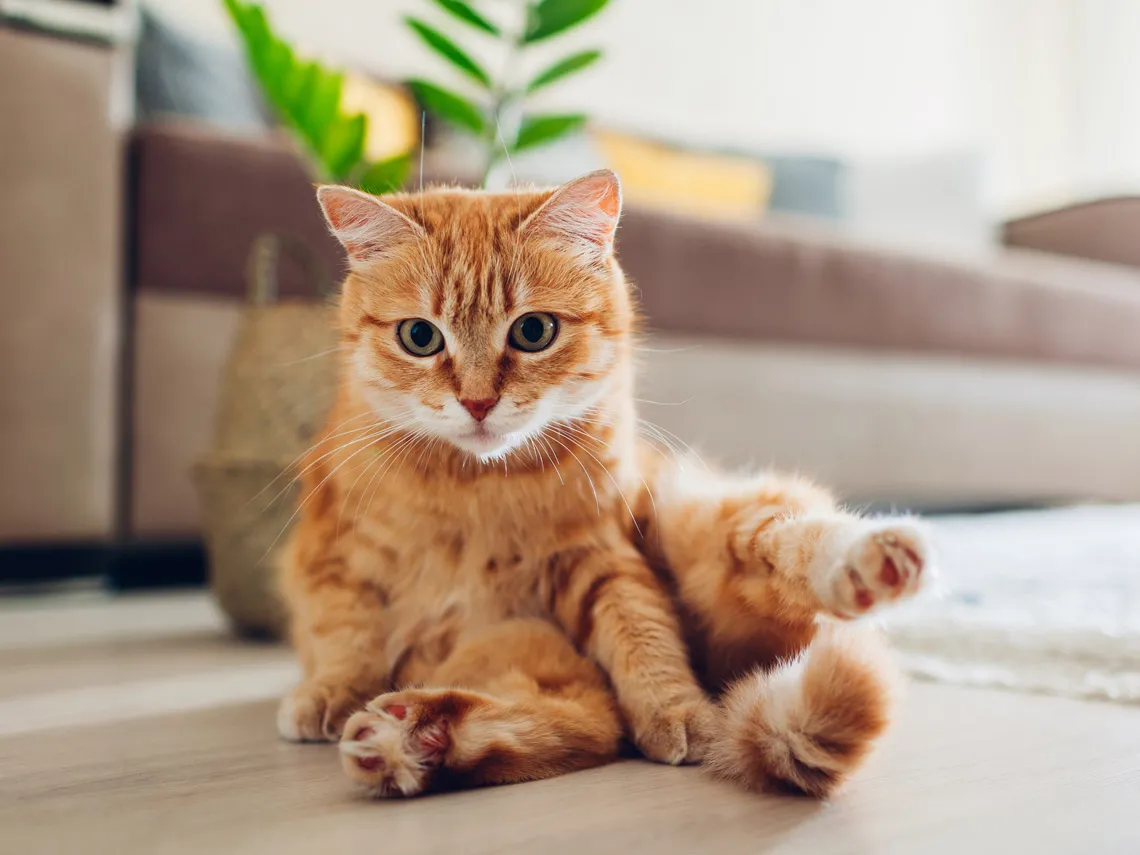 gato atigrado