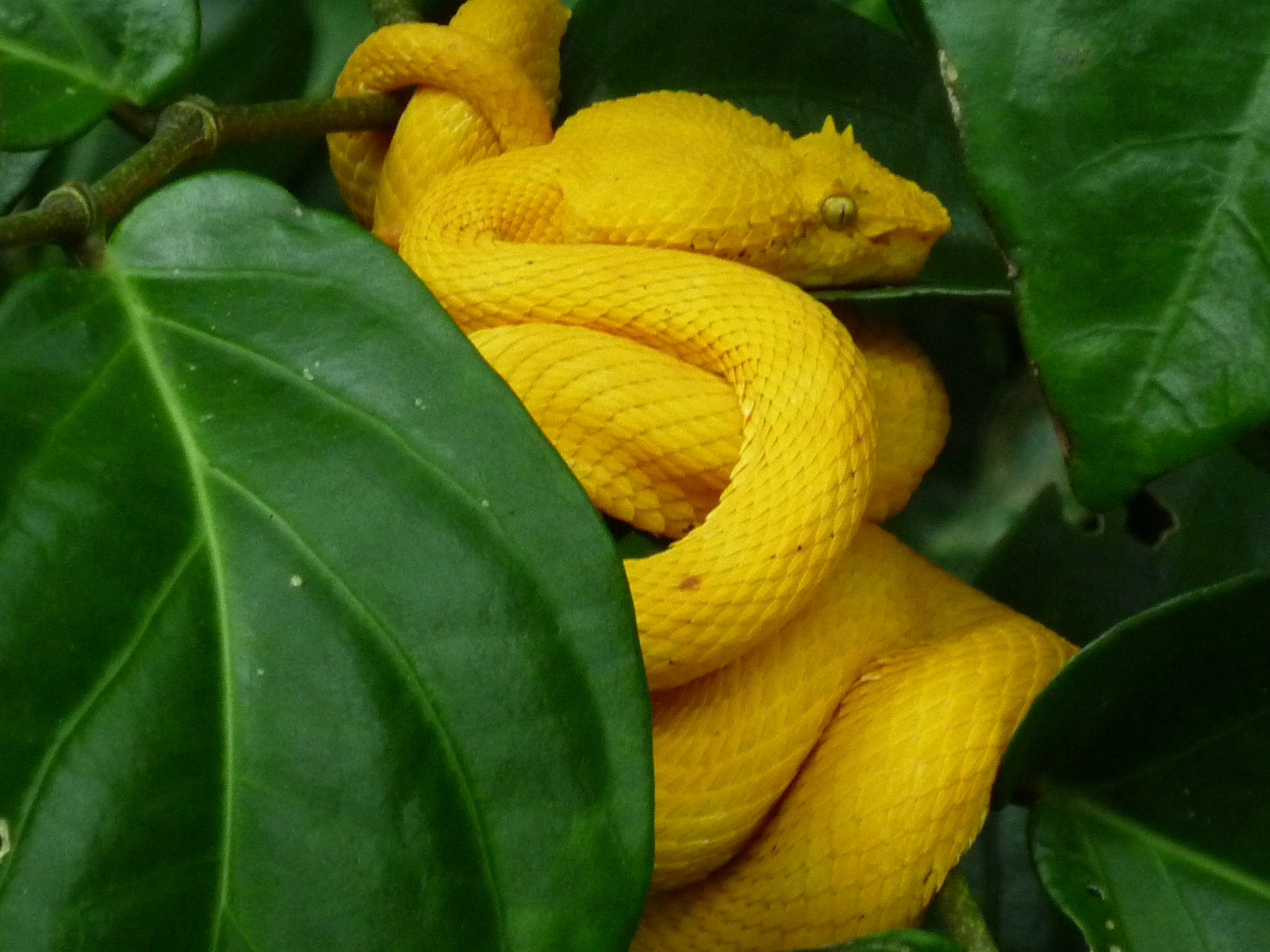 serpiente amarilla enroscada