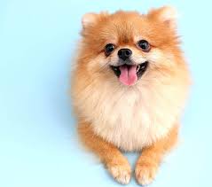 perrito 2
