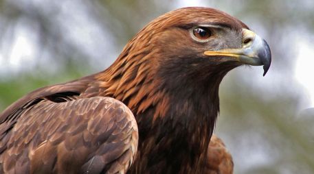 aguila