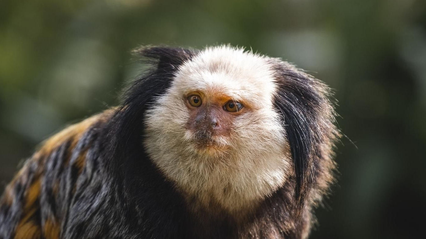 monito