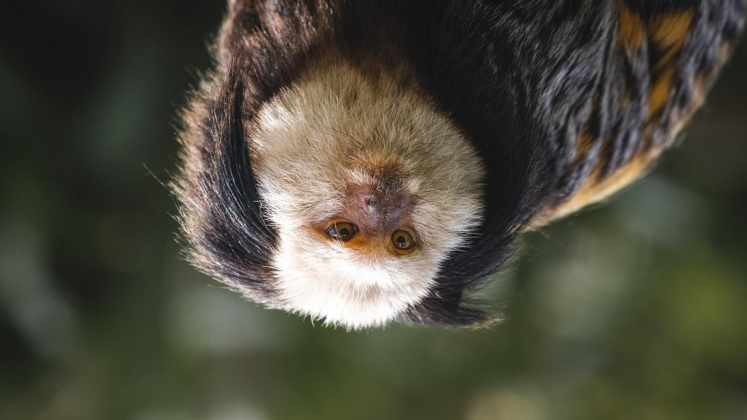 monito