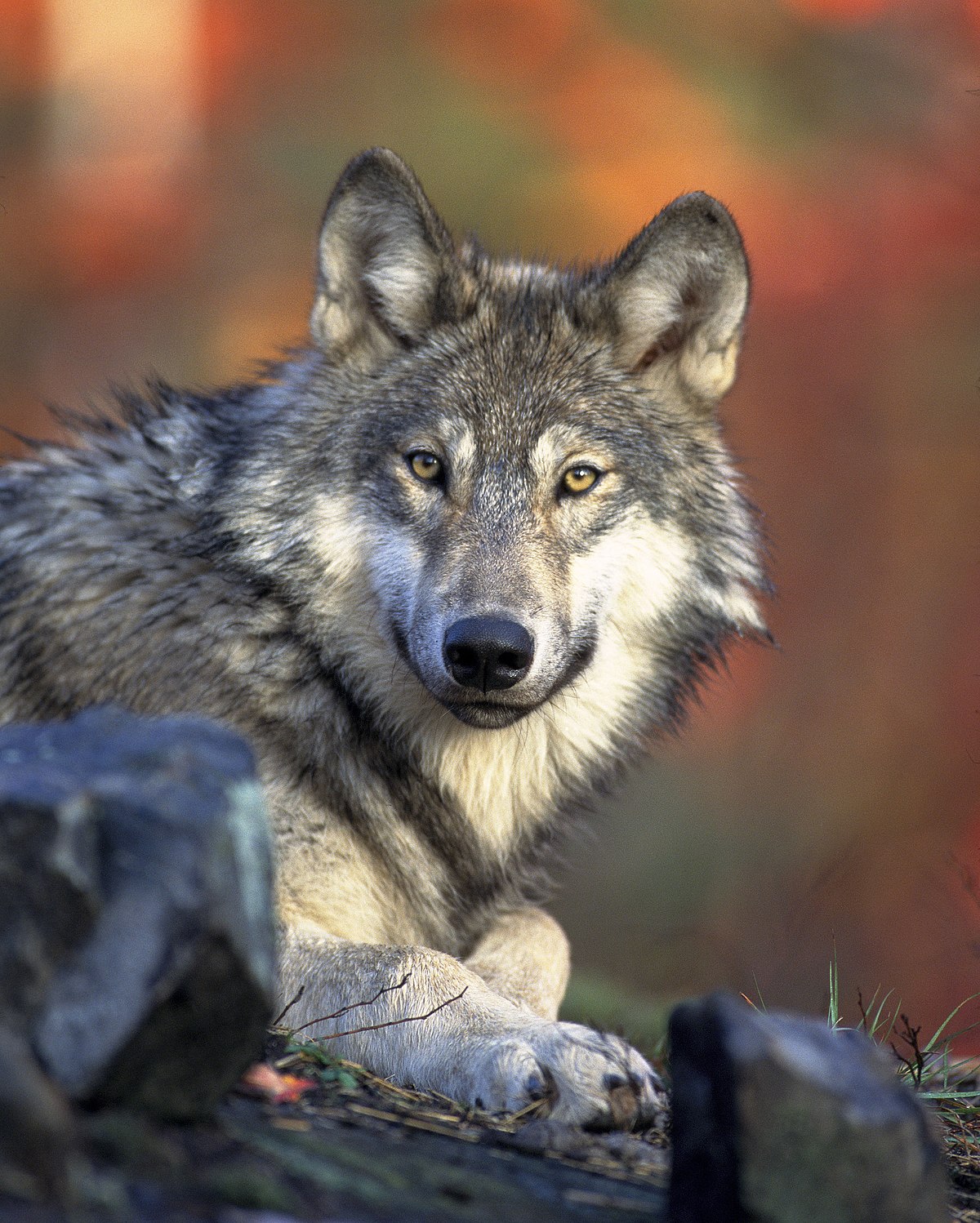  Lobo de frente