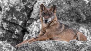 lobo