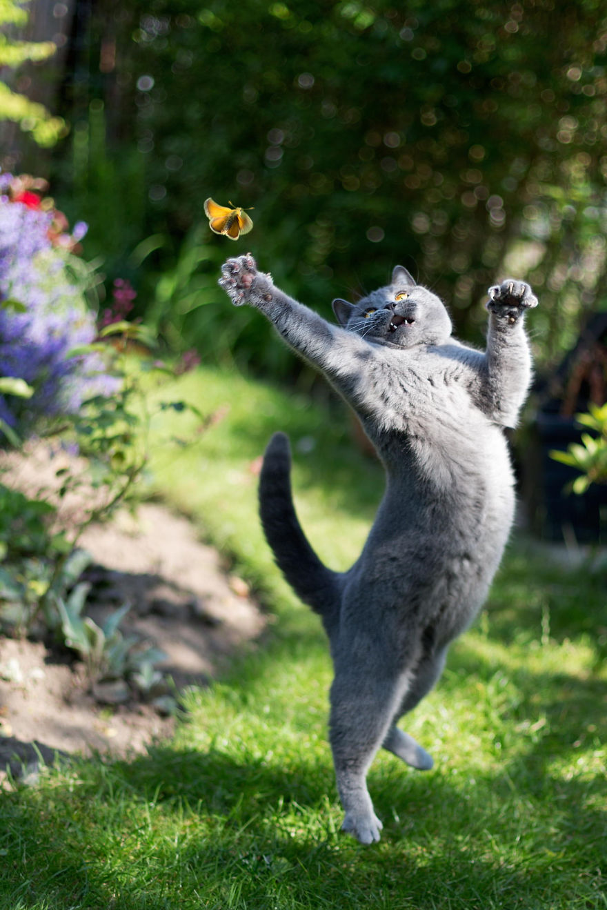 gato marisopa