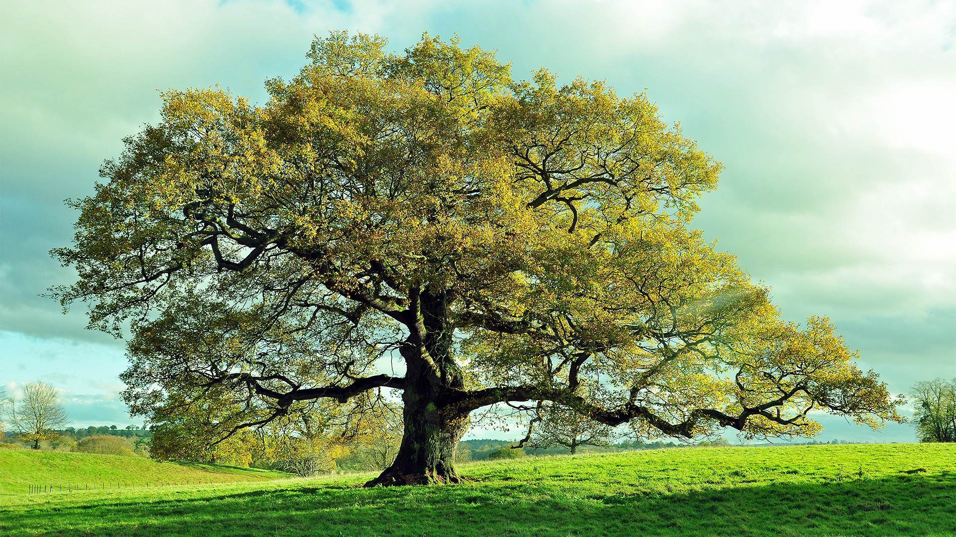 Árbol medieval